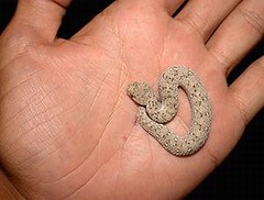 納馬瓜侏儒蝰的幼蛇。(相片版權 / Bryan Maritz)