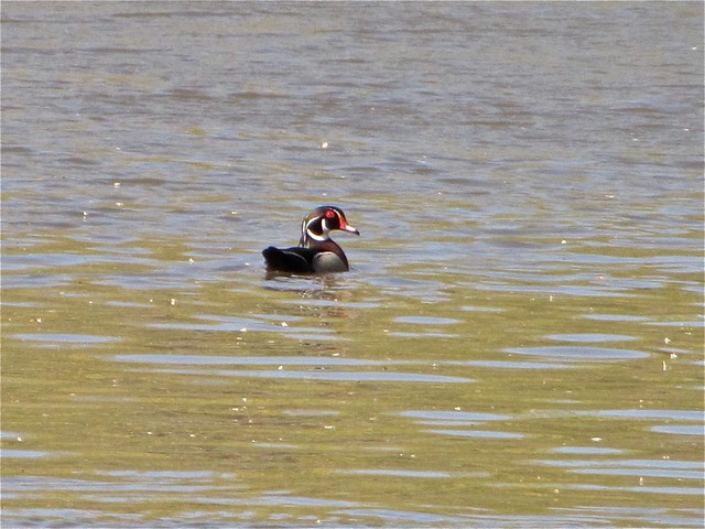 Wood Duck at Angler's Pond 01
