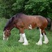 Clydesdales Grazing 13