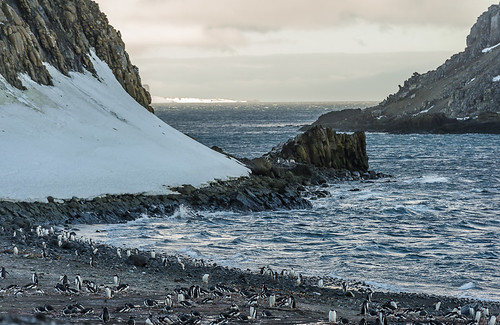 Penguin Colony on Barrientos Island by Duane Miller