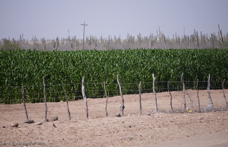 Corn fields in the desert, Cactus behind
