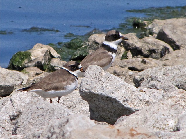 Semipalmated Plover at El Paso Sewage Treatment Center 20