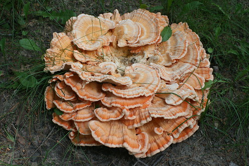 Chicken of the Woods - Wild Mushroom - Minnesota June 2012