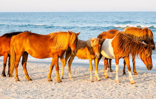 Ponies at Assateague Island