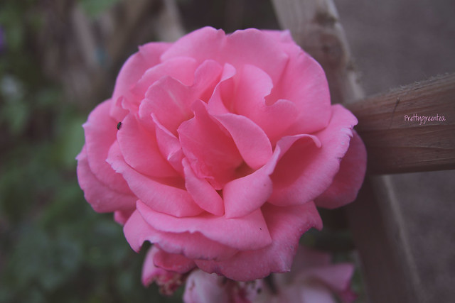 prettygreentea rose