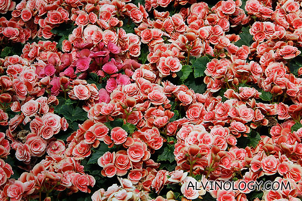 Beautiful bed of roses