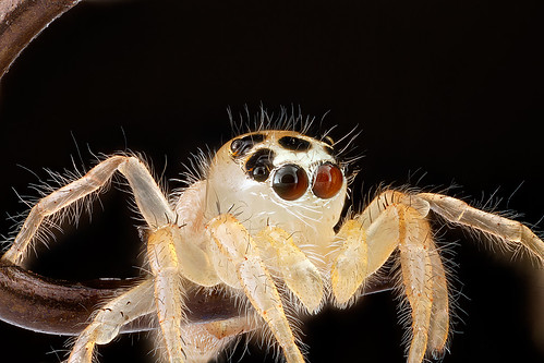 Jumping-Spider,on-fish-hook-eyes_2012-08-02-16.13.51-ZS-PMax