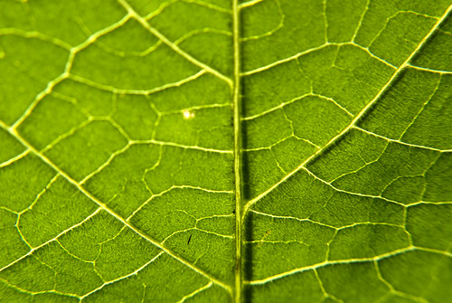 Leaf life 3