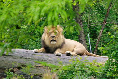 Bronx Zoo 2012
