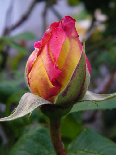 Rose by abracacamera