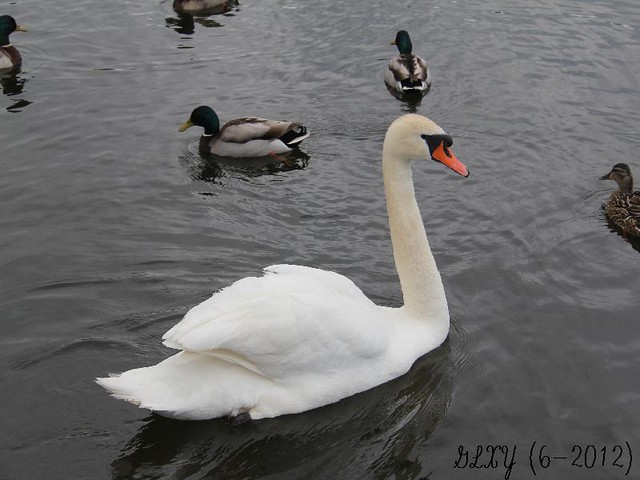 p3 Swan and ducks