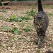The Rail Garden Kitty
