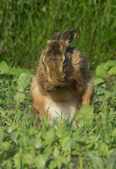brown hare grooming 3