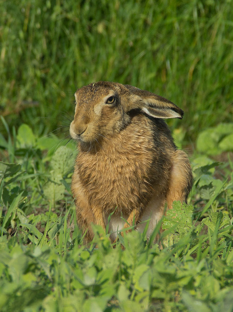 brown hare 3