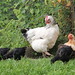 Atilla the Hen with her fostered orpington chicks