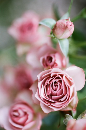 Rose mille-feuille by chizuru-bis