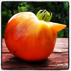 My horny tomato ripened! #containergarden #food #deck #summer #salad