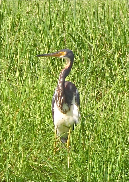 Tricolored Heron in Tampa, FL 05