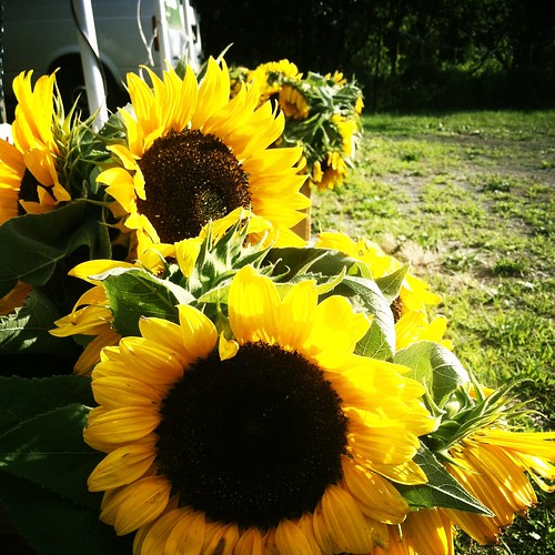 WPIR - sunflowers