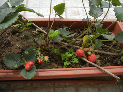 Rooftop Vegetable Garden _ 9869