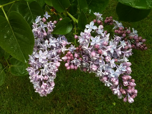 Lilacs by Ayala Moriel