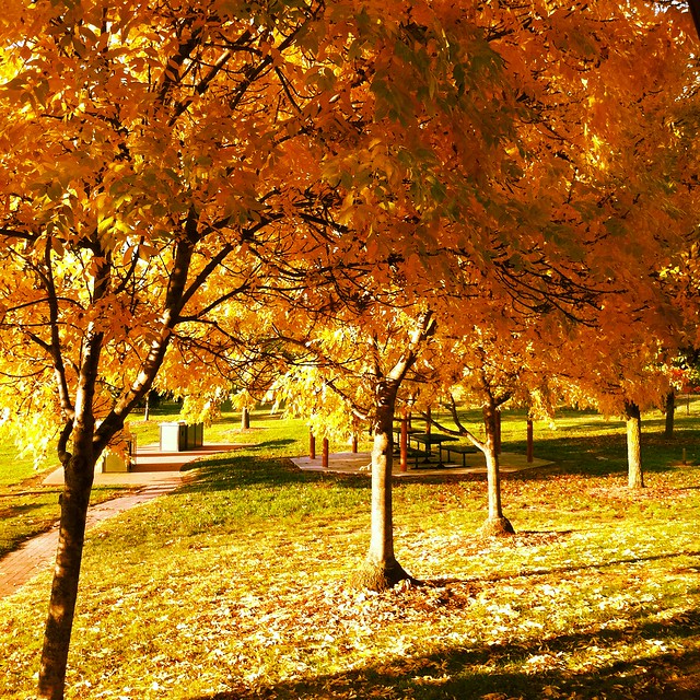 Autumn colours in Jerrabomberra