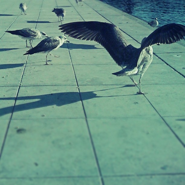 Day 27 - Somewhere you went #photoadayapril feeding #seagull #Aveiro #p3top
