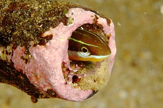 Blenny in a Tube