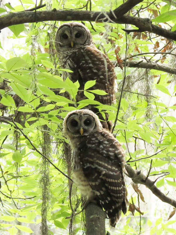 Barred Owls (shy baby & parent (mom?))
