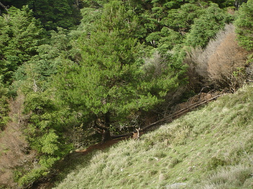 鐵杉林緣幼樹死亡現象與水鹿。（攝影：林宗以）