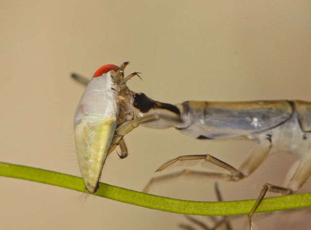 Lesser diving beetle larva Acilius eating Backswimmer Notonecta nymph_