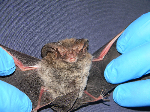 The Rafinesque's Big-eared Bat is one of two of its kind caught on found on the Apalachicola National Forest during Bat Blitz, day, May 22, 2012. The Rafinesque's Big-eared Bat is listed as a sensitive species and is a rare find on the National Forests of Florida. Photo credit: U.S. Forest Service photo by Porter Libby.