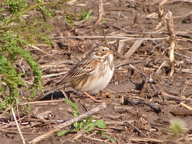 Vesper Sparrow in Gridley, IL 02