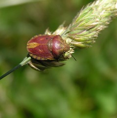 Scutelleridae