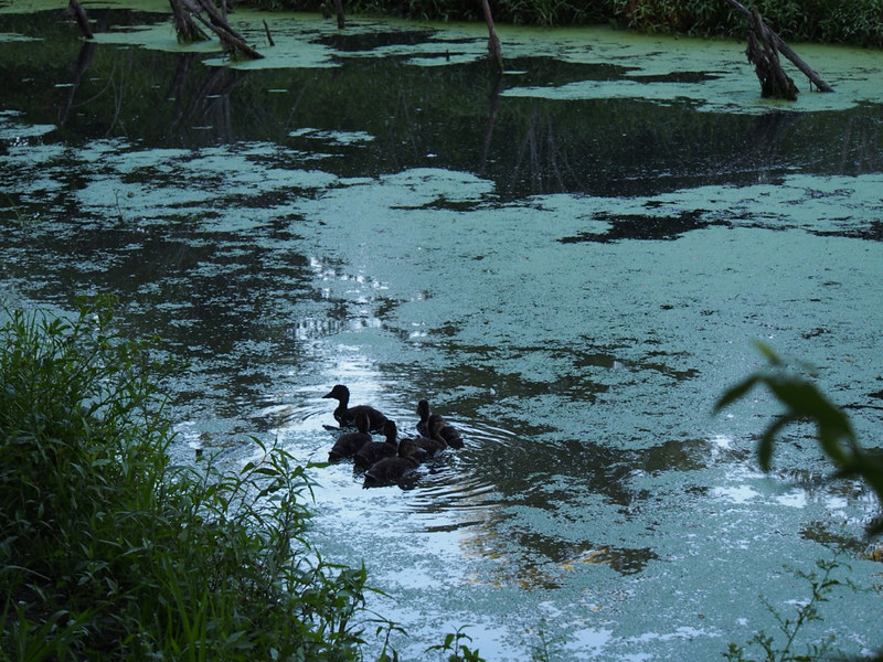 ducks at Meadowbrook Park