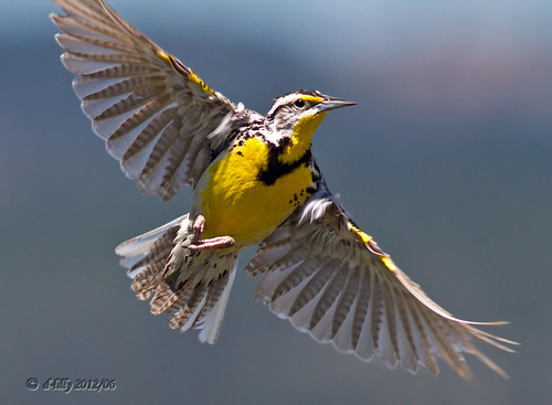 Meadowlark over Sierra Valley...Thank you all & have a wonderful weekend!