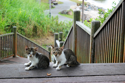 Kittens at the Broadwalk