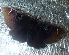 Erebus moth (Erebus hieroglyphica) (x2)