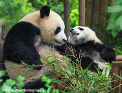 成都大熊猫繁育基地 Chengdu Panda Base