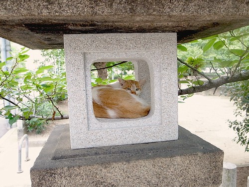 日本の夏、灯籠の猫