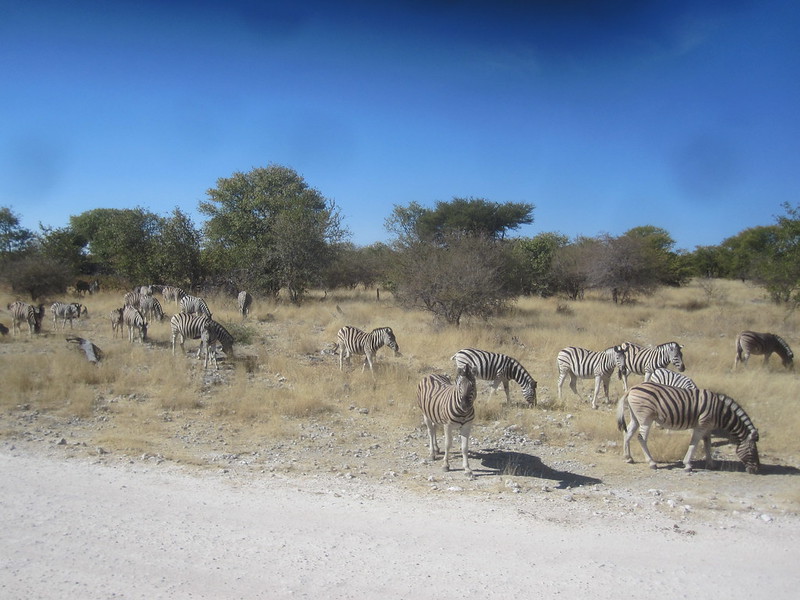 Etosha Namibia Zebras