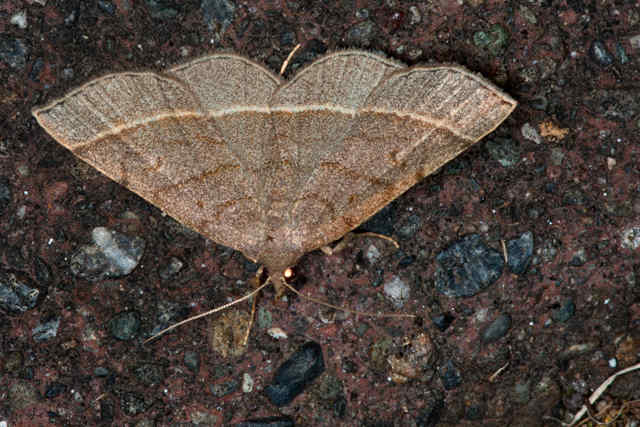 ミスジアツバ Paracolax trilinealis