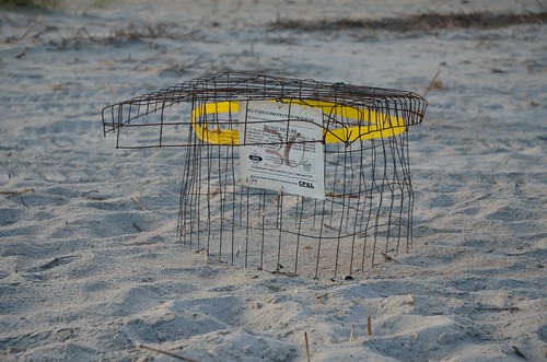 Protecting the Sea Turtle Nests