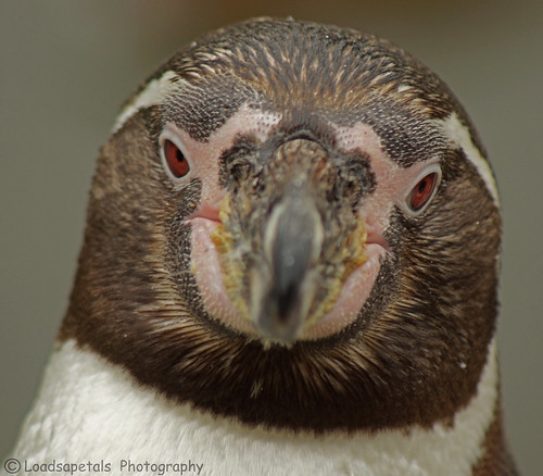 Penguin by Amanda Jaynes - Loadsapetals Photography