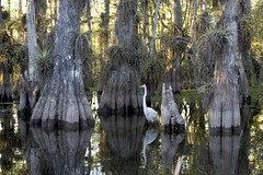 Everglades國家公園內的野生動物（資料來源：National Park Service，http://www.nps.gov/ever/parknews/upload/greategret.jpg）