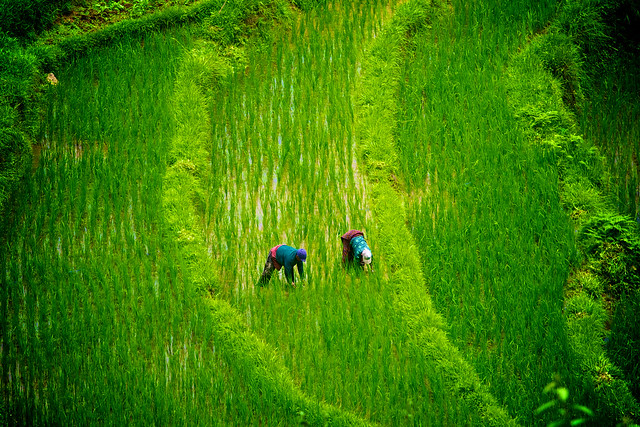 Along the rice field