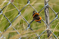 Butterfly on Fence-7150.jpg by Mully410 * Images