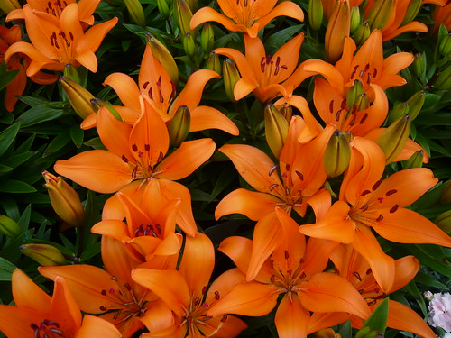Asian lily
