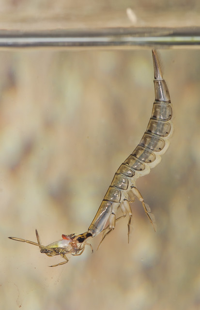 Lesser diving beetle larva Acilius eating Backswimmer Notonecta nymph 12
