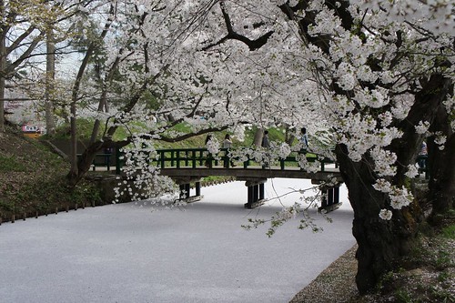 弘前公園のお堀は桜でいっぱい